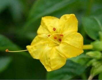 Yellow Huang Moli Flower seeds for Planting - Cut Flower Favorite, Heirloom & GMO Free Seeds for Home Garden
Sale for planting in home garden.