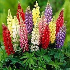 Lupine Flower seeds for Planting Shade Tolerant Heirloom & GMO Free Seeds for Home Garden
Sale for planting in home garden