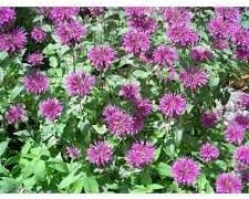 Beebalm Flower seeds for Planting Garden Favorite Heirloom & GMO Free Seeds for Home Garden
Sale for planting in home garden