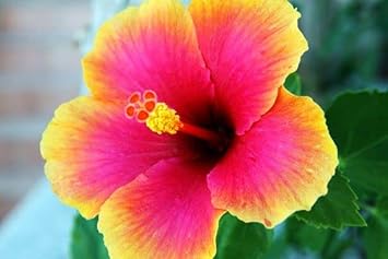 Hibiscus Flower seeds for Planting - Compact Growth, Heirloom & GMO Free Seeds for Home Garden
Sale for planting in home garden.