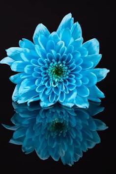 Sky Blue Chrysanthemum Flower seeds for Planting - Long Bloom Season, Heirloom & GMO Free Seeds for Home Garden
Sale for planting in home garden