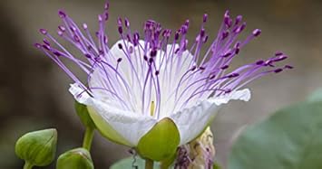 White Caper Bush Flower seeds for Planting - Shade Tolerant, Heirloom & GMO Free Seeds for Home Garden
Sale for planting in home garden.
