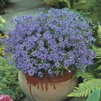 Fothergills Flower seeds for Planting Wildflower Mix Heirloom & GMO Free Seeds for Home Garden
Sale seeds for home garden planting