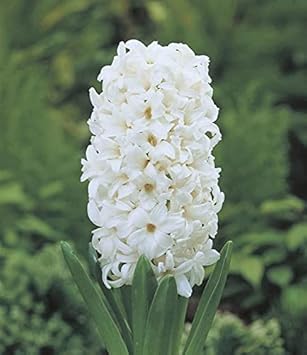 Hyacinthus Orientalis Flower seeds for Planting - Low Maintenance, Heirloom & GMO Free Seeds for Home Garden
Sale for planting in home garden