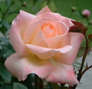 Pink Wales Rose Flower seeds for Planting - Premium Quality, Heirloom & GMO Free Seeds for Home Garden
Sale for planting in home garden.