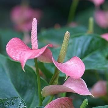 Baby Pink Anthurium Flower seeds for Planting Cottage Garden Essential Heirloom & GMO Free Seeds for Home Garden
Sale seeds for home garden planting