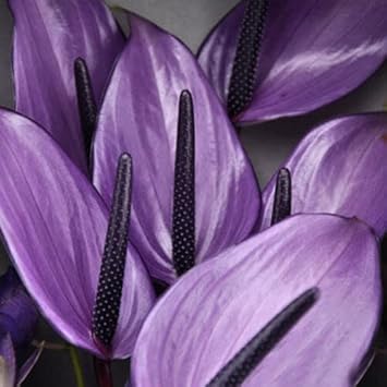 アンスリウム・アンドレアナム紫色の花の種 植物用 今すぐ購入 – Pure