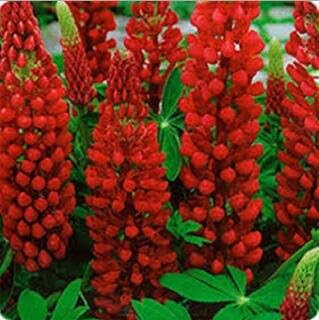 Red Lupin Flower seeds for Planting - Hardy Variety, Heirloom & GMO Free Seeds for Home Garden
Sale for planting in home garden