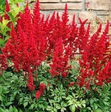 Astilbe Arendsii Flower seeds for Planting Pollinator Friendly Heirloom & GMO Free Seeds for Home Garden
Sale for planting in home garden