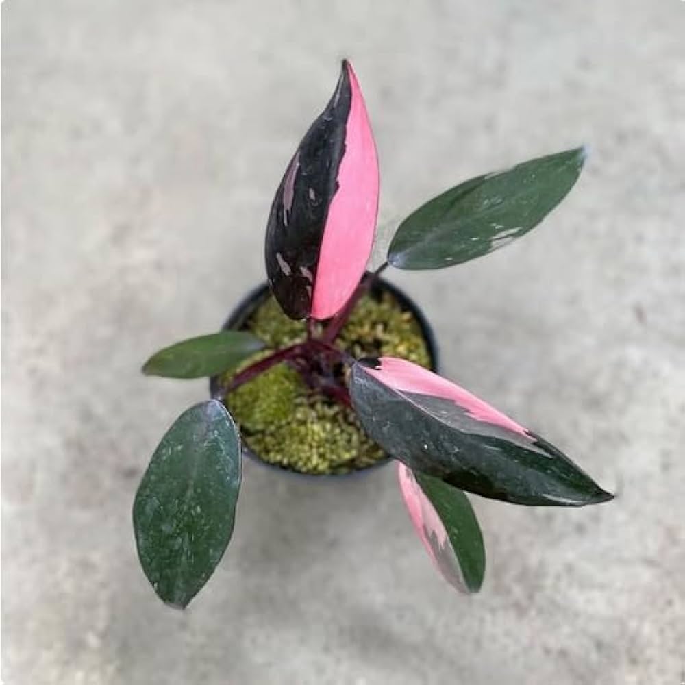 Philodendron-Blumensamen zum Pflanzen Lange Blütezeit Erbstück & GVO-frei Samen für Hausgarten