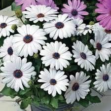 White Osteospermum Flower seeds for Planting - Bright Blooms, Heirloom & GMO Free Seeds for Home Garden
Sale for planting in home garden.