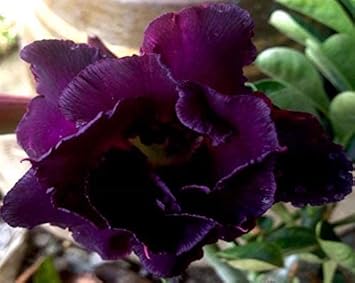 Purple Adenium Flower seeds for Planting - Shade Tolerant, Heirloom & GMO Free Seeds for Home Garden
Sale for planting in home garden