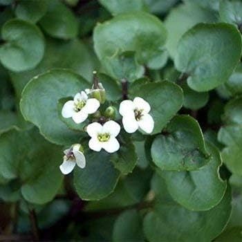 Green Nasturtium Flower seeds for Planting - Shade Tolerant, Heirloom & GMO Free Seeds for Home Garden
Sale seeds for planting in home garden