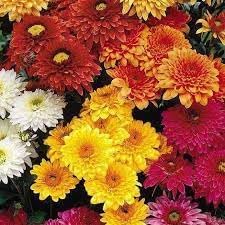 Chrysanthemum Flower seeds for Planting Garden Favorite Heirloom & GMO Free Seeds for Home Garden
Sale for planting in home garden