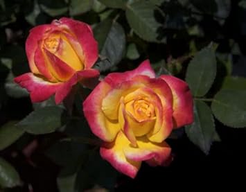 Yellow Pink Rose Flower seeds for Planting - Cottage Garden Essential, Heirloom & GMO Free Seeds for Home Garden
Sale for planting in home garden