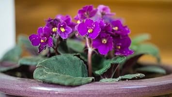 African Violets Flower seeds for Planting - Cut Flower Favorite, Heirloom & GMO Free Seeds for Home Garden
Sale for planting in home garden.