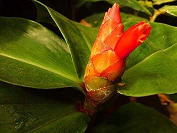 Orange Costus Flower seeds for Planting - Premium Quality, Heirloom & GMO Free Seeds for Home Garden
Sale for planting in home garden.