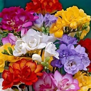 Freesia Flower seeds for Planting Pollinator Friendly Heirloom & GMO Free Seeds for Home Garden
Sale for planting in home garden
