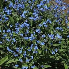 Cynoglossum Flower seeds for Planting Easy to Grow Heirloom & GMO Free Seeds for Home Garden
Sale for planting in home garden