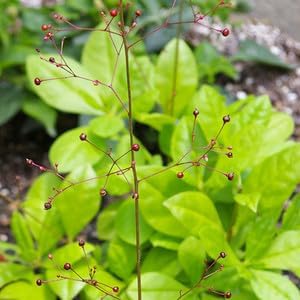 Talinum Paniculatum Flower seeds for Planting - Drought Tolerant, Heirloom & GMO Free Seeds for Home Garden
Sale for planting in home garden.
