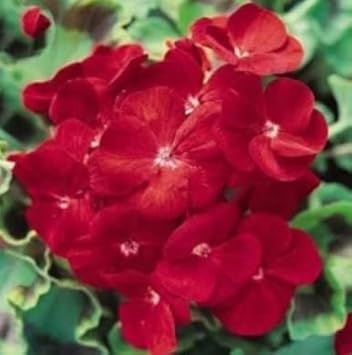 Maroon Univalve Geranium Flower seeds for Planting - Drought Tolerant, Heirloom & GMO Free Seeds for Home Garden
Sale for planting in home garden.
