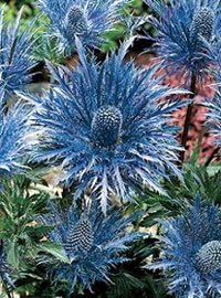 Sea Blue Holly Flower seeds for Planting - Seasonal Bloomer, Heirloom & GMO Free Seeds for Home Garden
Sale for planting in home garden