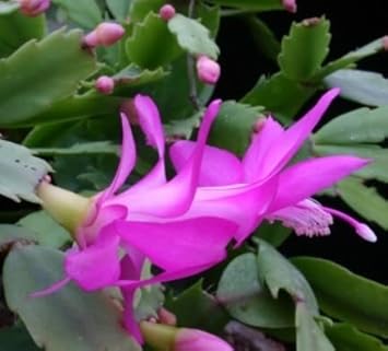 Zygocactus Purple Flower seeds for Planting - Shade Tolerant, Heirloom & GMO Free Seeds for Home Garden
Sale for planting in home garden.