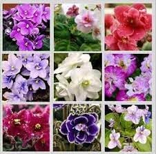 African Saintpaulia Flower Seeds - Flower seeds for Planting - Bright Blooms, Heirloom & GMO Free Seeds for Home Garden
Sale for planting in home garden