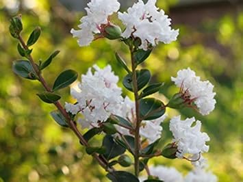 White Crepe Myrtle Flower seeds for Planting - Easy to Grow, Heirloom & GMO Free Seeds for Home Garden
Sale for planting in home garden
