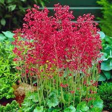 Heirloom Coral Bells Flower seeds for Planting Long Bloom Season Heirloom & GMO Free Seeds for Home Garden
Sale for planting in home garden