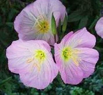 Purple Primrose Flower seeds for Planting - Sun Loving, Heirloom & GMO Free Seeds for Home Garden
Sale seeds for planting in home garden