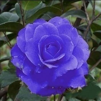 Blue Camellia Flower seeds for Planting Seasonal Bloomer Heirloom & GMO Free Seeds for Home Garden
Sale seeds for home garden planting
