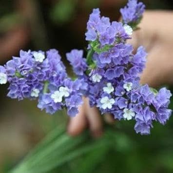 Limonium Flower seeds for Planting Cut Flower Favorite Heirloom & GMO Free Seeds for Home Garden
Sale for planting in home garden
