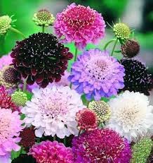 Heirloom Scabiosa Flower seeds for Planting Bright Blooms Heirloom & GMO Free Seeds for Home Garden
Sale for planting in home garden