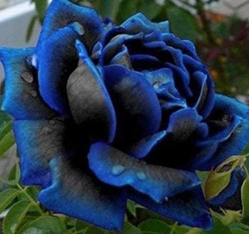 Purple Black Supreme Rose Flower seeds for Planting - Compact Growth, Heirloom & GMO Free Seeds for Home Garden
Sale seeds for planting in home garden