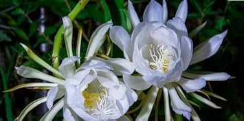 Silver Epiphyllum Flower seeds for Planting - Pollinator Friendly, Heirloom & GMO Free Seeds for Home Garden
Sale for planting in home garden
