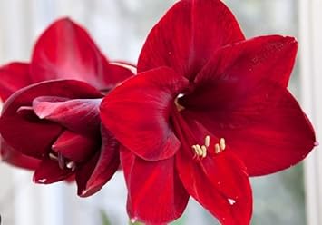 Maroon Hippeastrum Rutilum Flower seeds for Planting - Garden Favorite, Heirloom & GMO Free Seeds for Home Garden
Sale for planting in home garden.