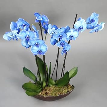 Sky Blue Butterfly Orchid Flower seeds for Planting - Premium Quality, Heirloom & GMO Free Seeds for Home Garden
Sale seeds for planting in home garden