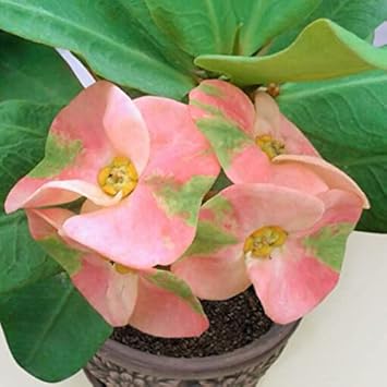Pink Green Euphorbia Milii Flower seeds for Planting - Seasonal Bloomer, Heirloom & GMO Free Seeds for Home Garden
Sale for planting in home garden.