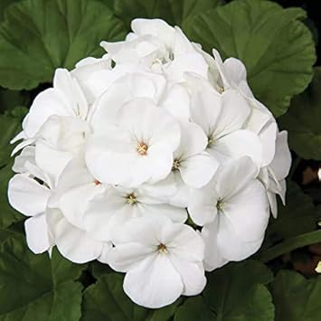 White Geranium Pelargonium Flower seeds for Planting - Drought Tolerant, Heirloom & GMO Free Seeds for Home Garden
Sale for planting in home garden