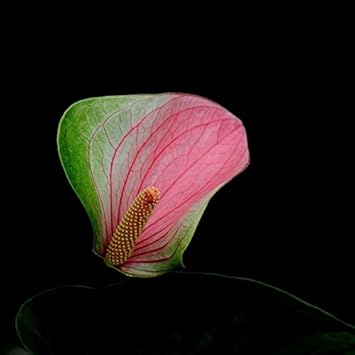 Green-Pink Anthurium Flower seeds for Planting - Colorful Display, Heirloom & GMO Free Seeds for Home Garden
Sale for planting in home garden.