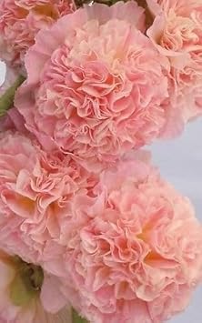 Pale Pink Hollyhock Flower seeds for Planting - Long Bloom Season, Heirloom & GMO Free Seeds for Home Garden
Sale for planting in home garden.