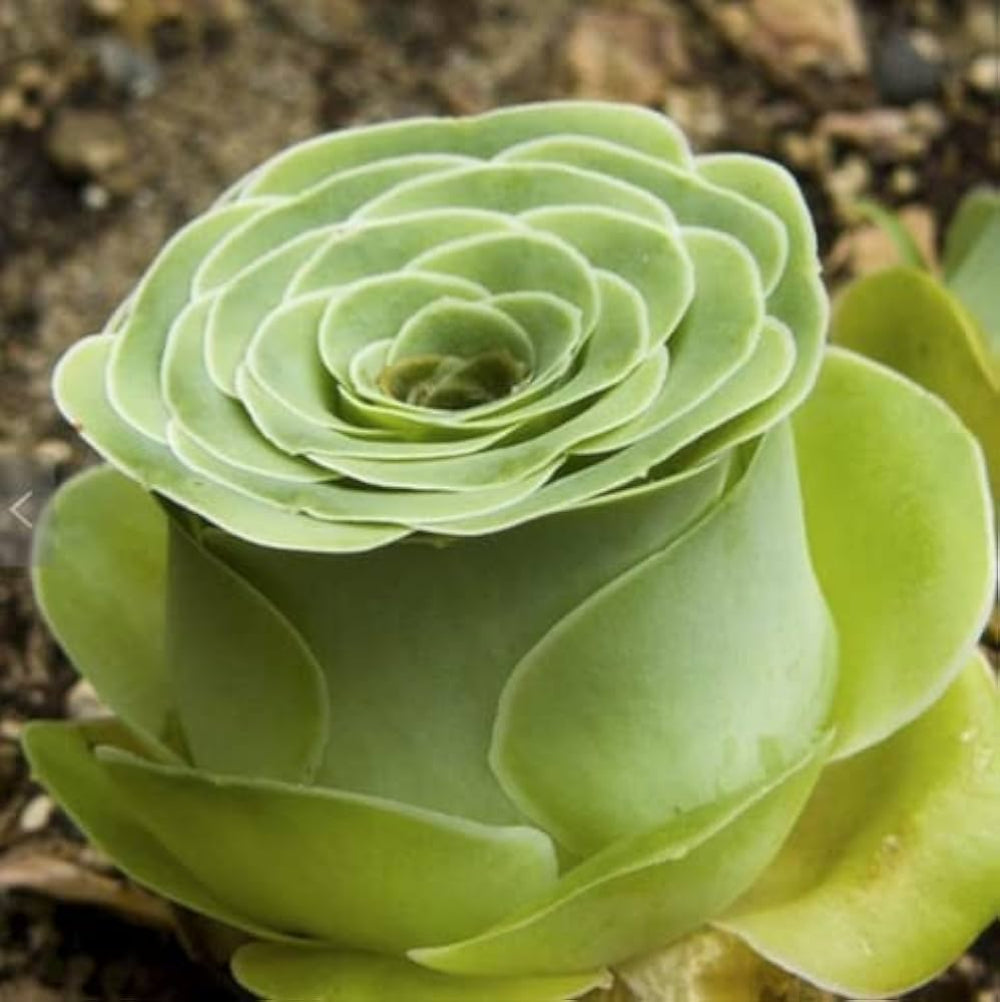 Greenovia Rose Succulent Flowers Seeds