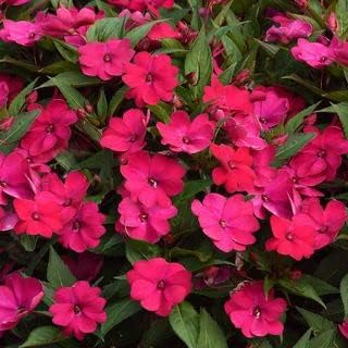 Red Myosotis Sylvatica Flower seeds for Planting Cut Flower Favorite Heirloom & GMO Free Seeds for Home Garden
Sale seeds for home garden planting