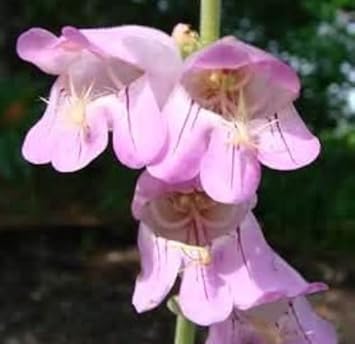 Pink Palmer's Penstemon Flower seeds for Planting - Garden Favorite, Heirloom & GMO Free Seeds for Home Garden
Sale for planting in home garden