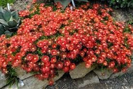 Delosperma Carmine Flower seeds for Planting Perfect for Borders Heirloom & GMO Free Seeds for Home Garden
Sale for planting in home garden