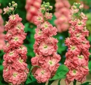 Peach Matthiola Incana Flower seeds for Planting - Low Maintenance, Heirloom & GMO Free Seeds for Home Garden
Sale for planting in home garden.