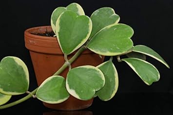 Green Hoya Kerrii Flower seeds for Planting - Sun Loving, Heirloom & GMO Free Seeds for Home Garden
Sale for planting in home garden.