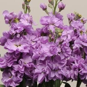 Matthiola Incana Flower seeds for Planting - Premium Quality, Heirloom & GMO Free Seeds for Home Garden
Sale for planting in home garden