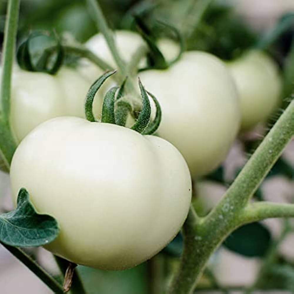 White Tomato (Solanum lycopersicum) Seeds for Planting – Heirloom, Non-GMO, Rare Variety